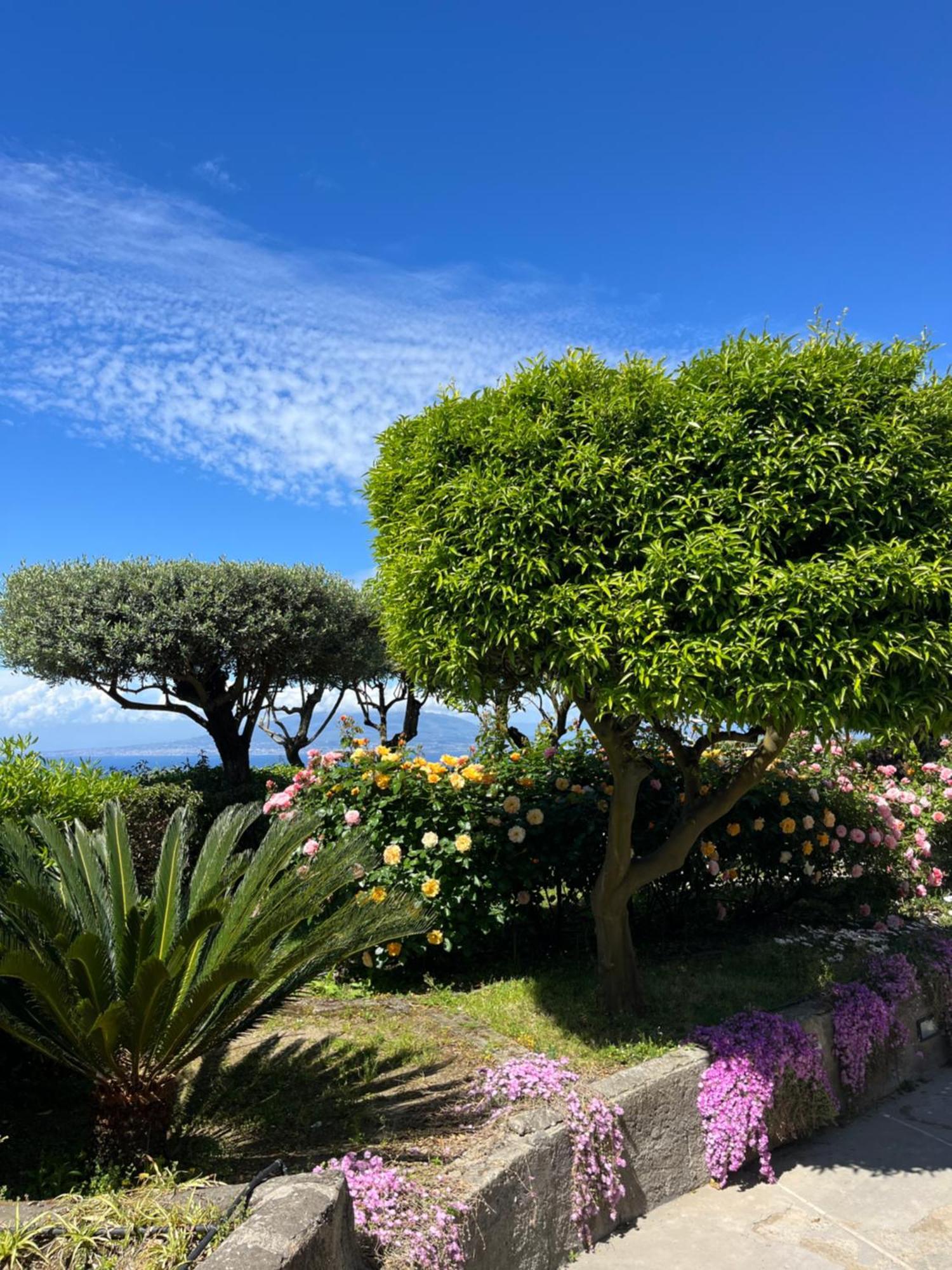 ホテル Sorrento Olive Tree Garden エクステリア 写真